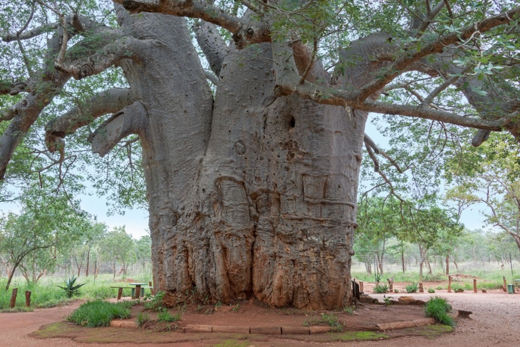 Good For You Friday Baobab — Bare Beauty