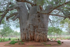 Baobab-1200x800